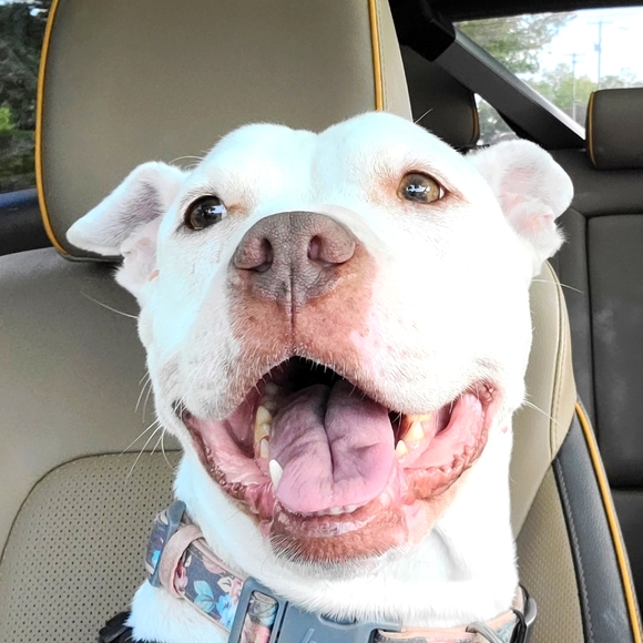 Meet your Posher, Rachel - Picture 1 of 1